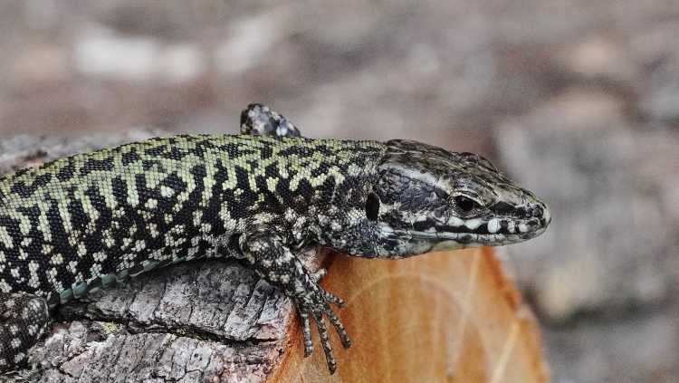 Podarcis muralis ? S, maschio